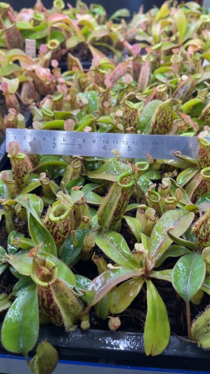 N. ampullaria x (veitchii x lowii) – selected clone: BE-4027 *Pre-Order*