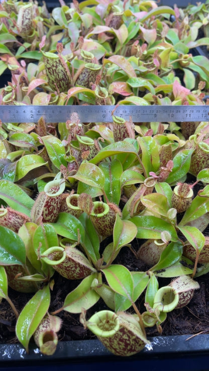 N. ampullaria x (veitchii x lowii) – selected clone: BE-4027 *Pre-Order*