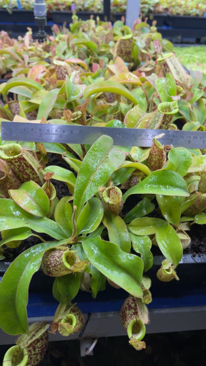 N. ampullaria x (veitchii x lowii) – selected clone: BE-4027 *Pre-Order*