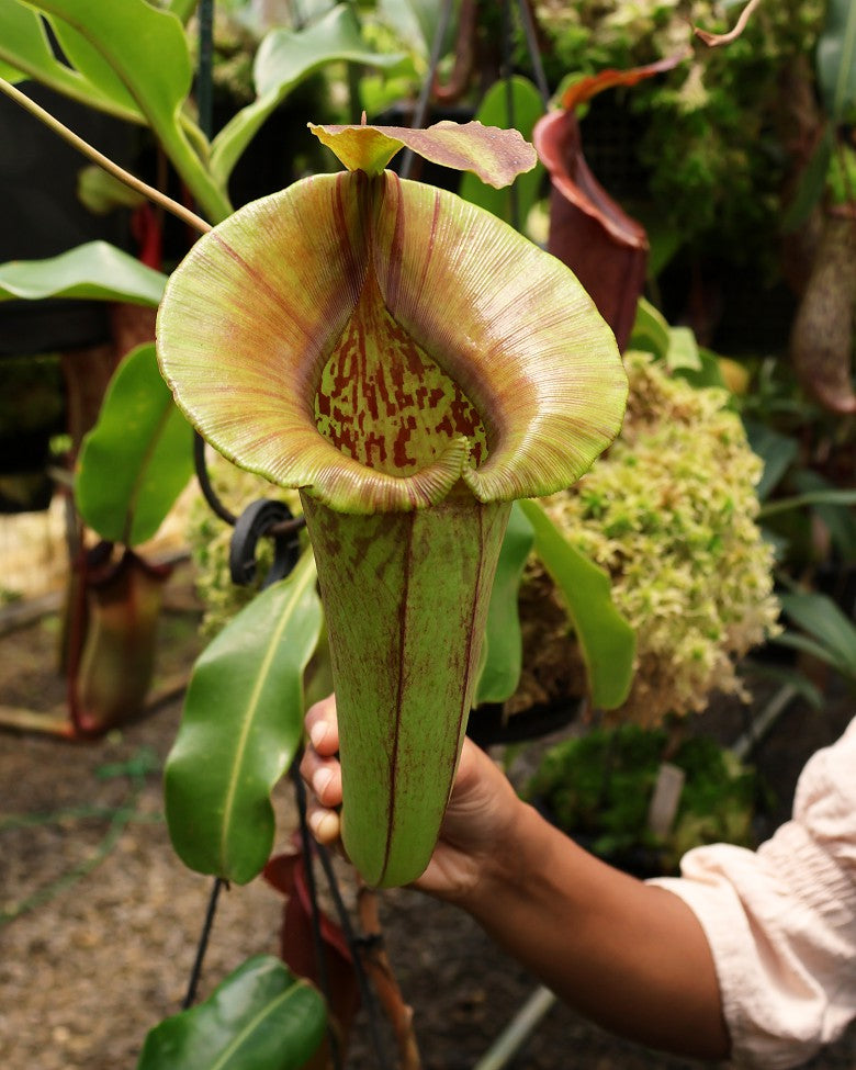N. robcantleyi x jacquelineae – selected clone: BE-4028