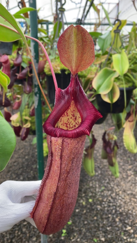 N. (ventricosa x sibuyanensis) x robcantleyi – assorted clones: BE-4031 *Pre-Order*