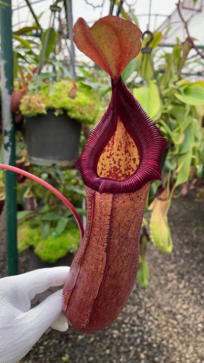 N. (ventricosa x sibuyanensis) x robcantleyi – assorted clones: BE-4031 *Pre-Order*