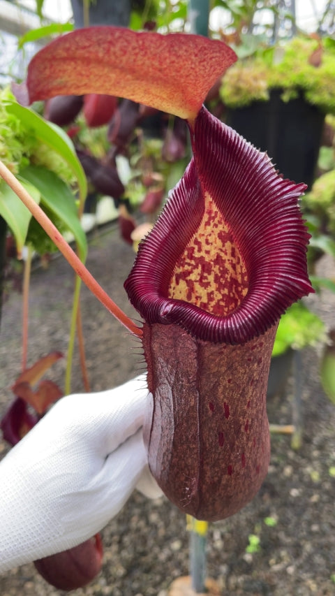 N. (ventricosa x sibuyanensis) x robcantleyi – assorted clones: BE-4031 *Pre-Order*