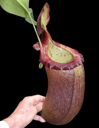 N. (ventricosa x sibuyanensis) x robcantleyi – assorted clones: BE-4031 *Pre-Order*