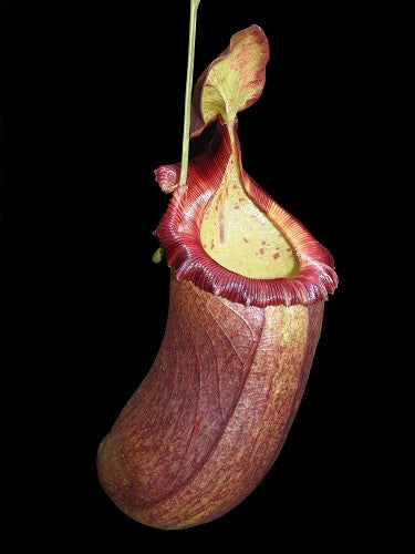 N. (ventricosa x sibuyanensis) x robcantleyi – assorted clones: BE-4031 *Pre-Order*
