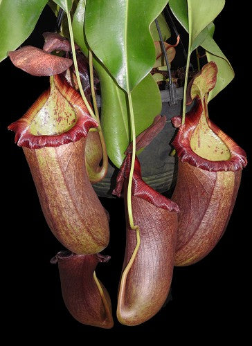 N. (ventricosa x sibuyanensis) x robcantleyi – assorted clones: BE-4031 *Pre-Order*