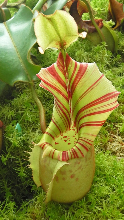 N. veitchii - Bario Highland - grex # 2: BE-4033