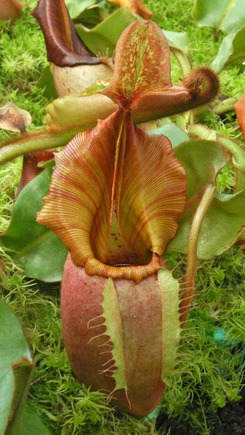 N. veitchii - Bario Highland - grex # 2: BE-4033