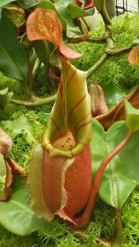 N. veitchii - Bario Highland - grex # 2: BE-4033