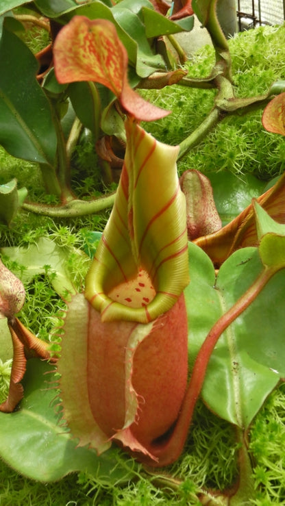 N. veitchii - Bario Highland - grex # 2: BE-4033