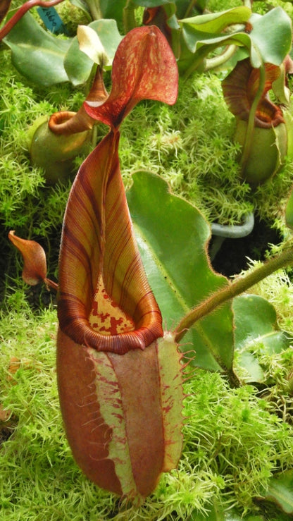 N. veitchii - Bario Highland - grex # 2: BE-4033