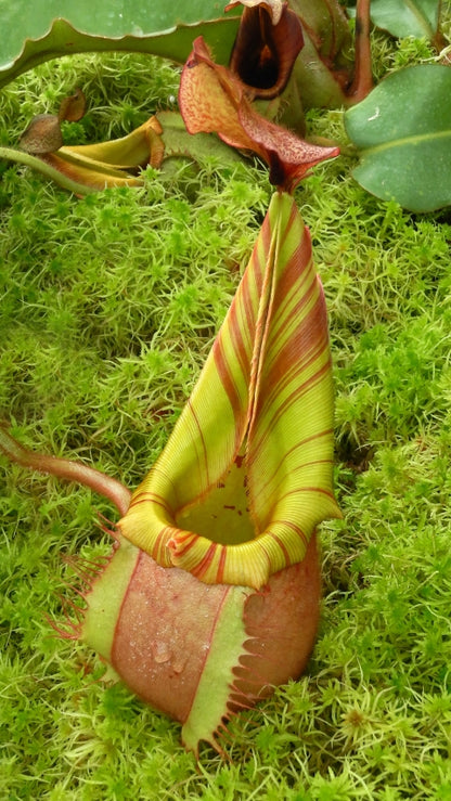 N. veitchii - Bario Highland - grex # 2: BE-4033