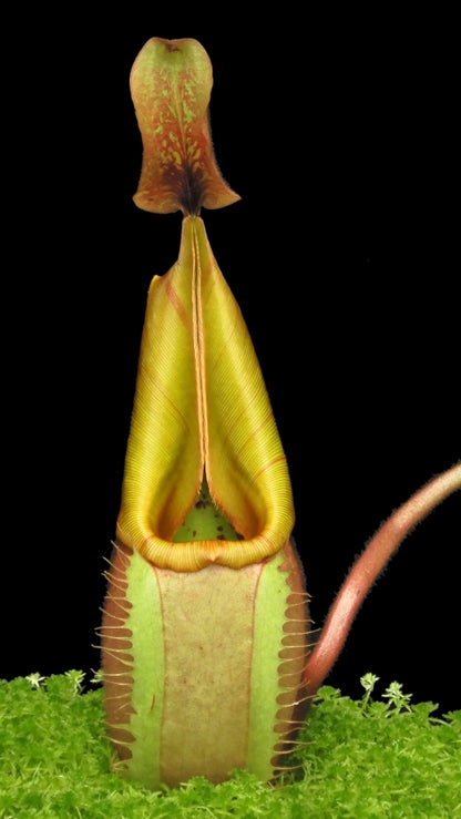 N. veitchii - Bario Highland - grex # 2: BE-4033