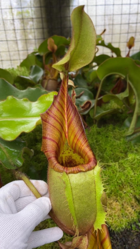 N. veitchii - Bario Highland - grex # 2: BE-4033