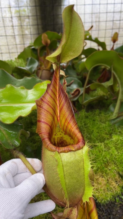 N. veitchii - Bario Highland - grex # 2: BE-4033