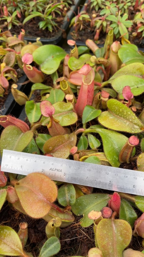 N. veitchii - Bario Highland - grex # 2: BE-4033