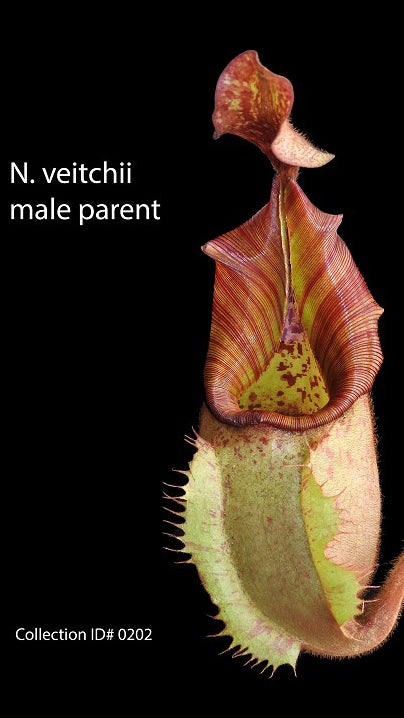 N. veitchii - Bario Highland - grex # 2: BE-4033