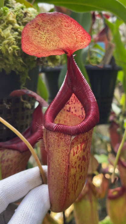 N. petiolata x flava – assorted clones: BE-4035