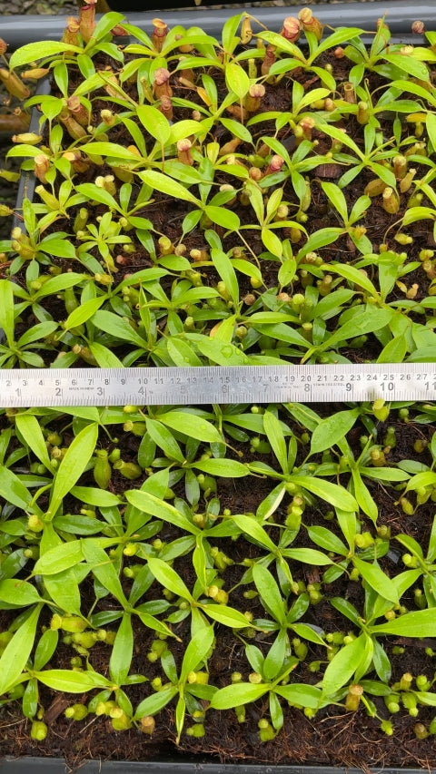 N. petiolata x flava – assorted clones: BE-4035 *Pre-Order*