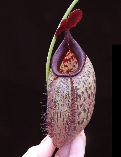 N. robcantleyi x aristolochioides – assorted clones: BE-4036