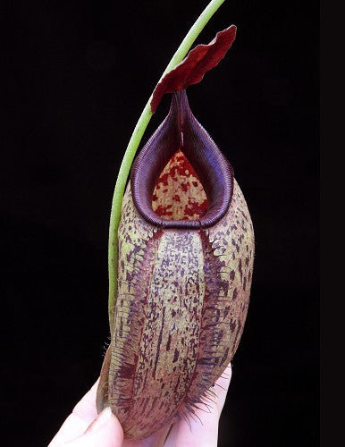 N. robcantleyi x aristolochioides – assorted clones: BE-4036 *Pre-Order*