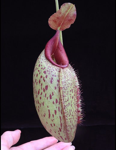 N. robcantleyi x aristolochioides – assorted clones: BE-4036 *Pre-Order*