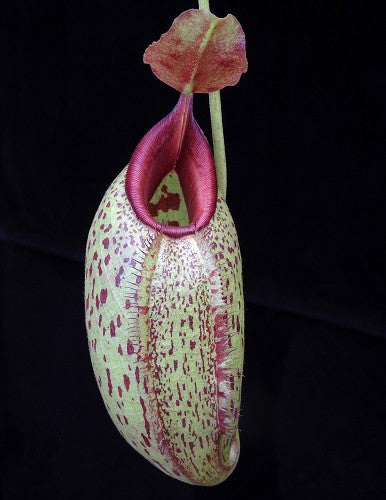N. robcantleyi x aristolochioides – assorted clones: BE-4036 *Pre-Order*