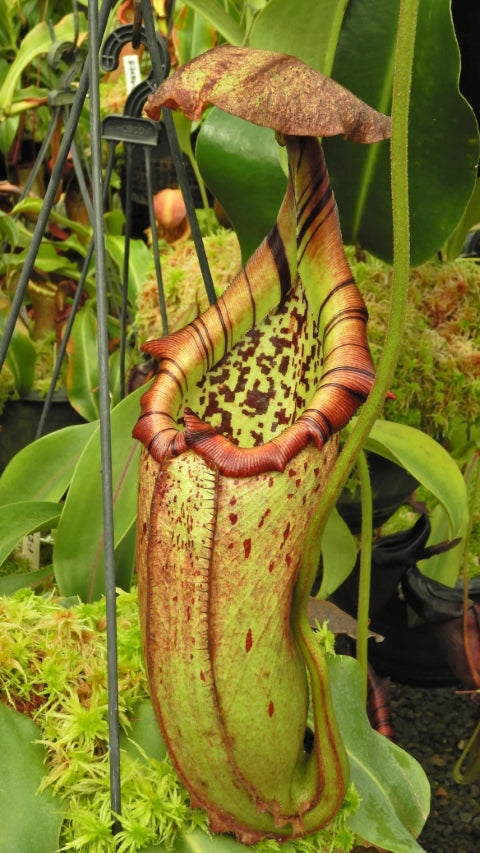 N. burbidgeae x robcantleyi – selected clone: BE-4038 *Pre-Order*