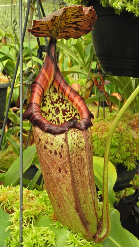 N. burbidgeae x robcantleyi – selected clone: BE-4038 *Pre-Order*