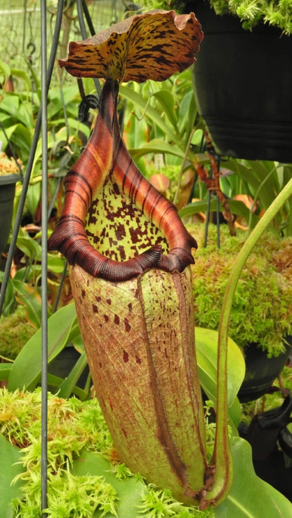 N. burbidgeae x robcantleyi – selected clone: BE-4038 *Pre-Order*
