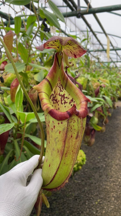 N. burbidgeae x robcantleyi – selected clone: BE-4038 *Pre-Order*