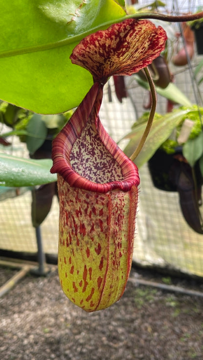 N. burbidgeae x petiolata - assorted clones: BE-4042 *Pre-Order*