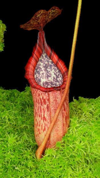 N. burbidgeae x petiolata - assorted clones: BE-4042 *Pre-Order*