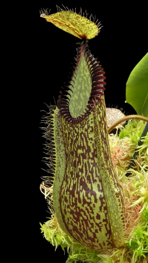 N. hamata – Lumut x Tambusisi: BE-4044 *Pre-Order*