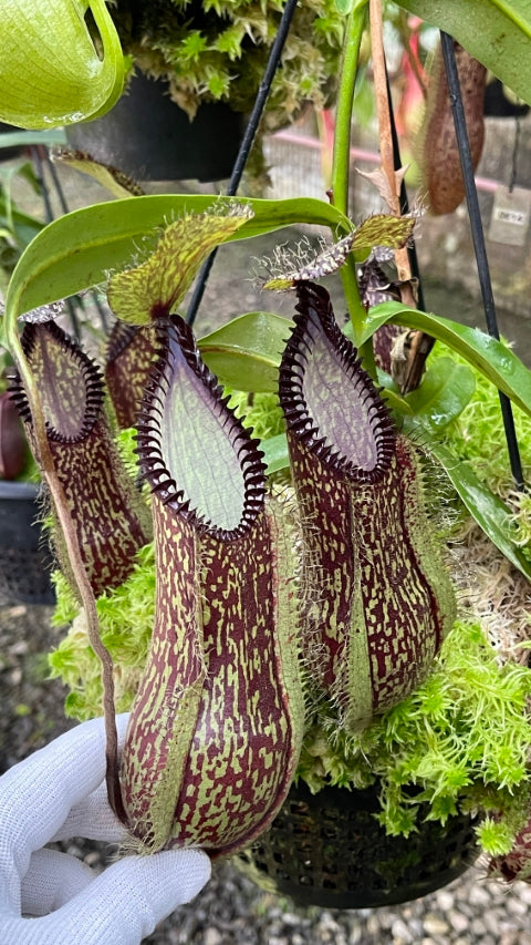 Borneo Exotics (BE) – King Karnivores