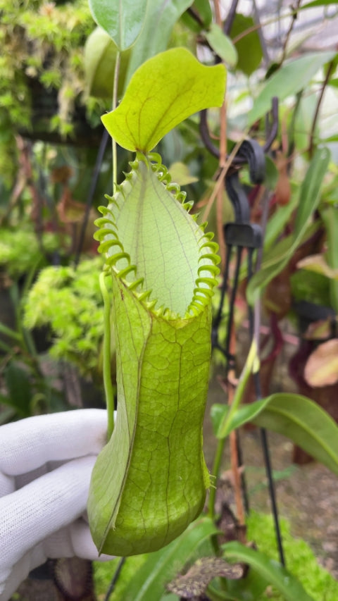 N. hamata – Lumut x Tambusisi: BE-4044 *Pre-Order*