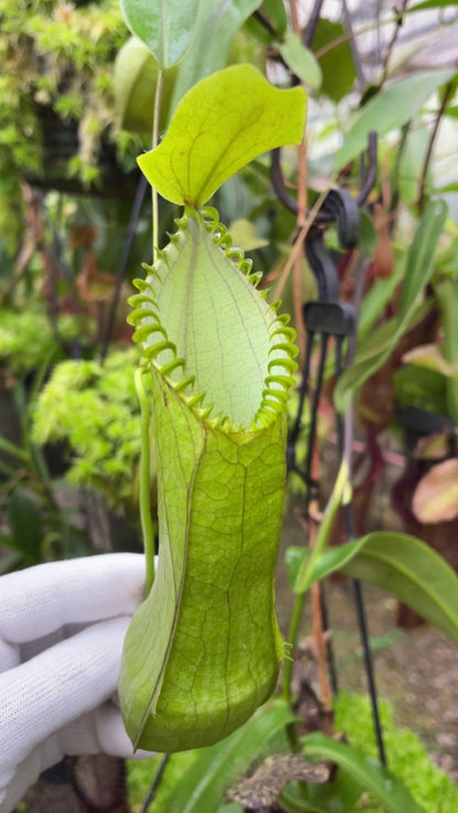 N. hamata – Lumut x Tambusisi: BE-4044 *Pre-Order*