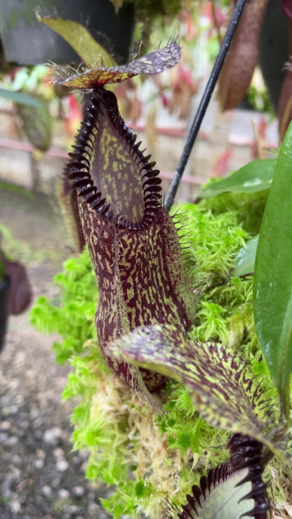 N. hamata – Lumut x Tambusisi: BE-4044 *Pre-Order*