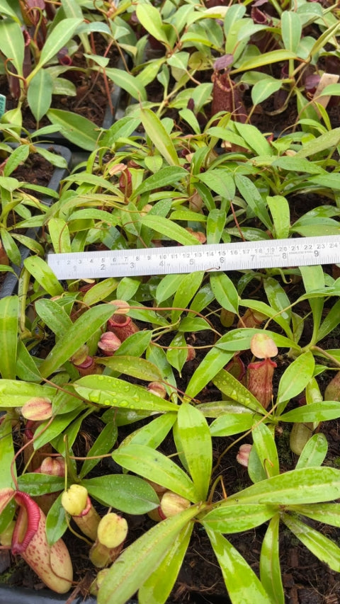 N. burkei x flava - assorted clones: BE-4046 *Pre-Order*