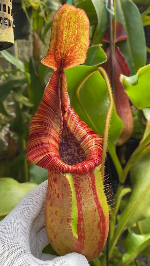 N. petiolata x veitchii - assorted clones: BE-4047 *Pre-Order*