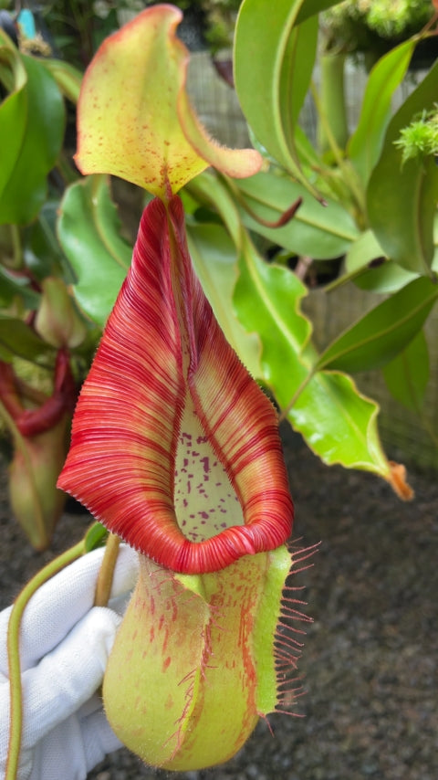 N. petiolata x veitchii - assorted clones: BE-4047