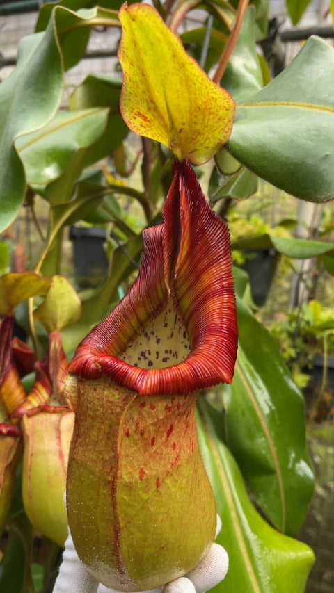 N. petiolata x veitchii - assorted clones: BE-4047 *Pre-Order*