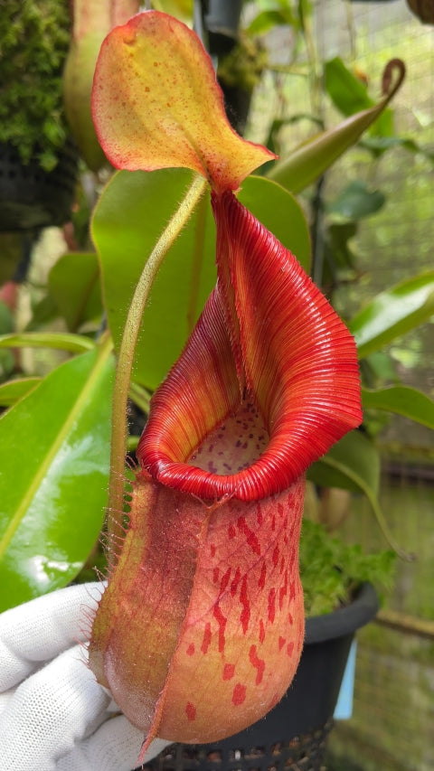 N. petiolata x veitchii - assorted clones: BE-4047 *Pre-Order*