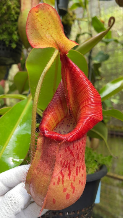 N. petiolata x veitchii - assorted clones: BE-4047 *Pre-Order*