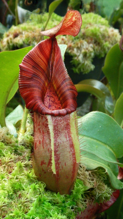 N. petiolata x veitchii - assorted clones: BE-4047 *Pre-Order*