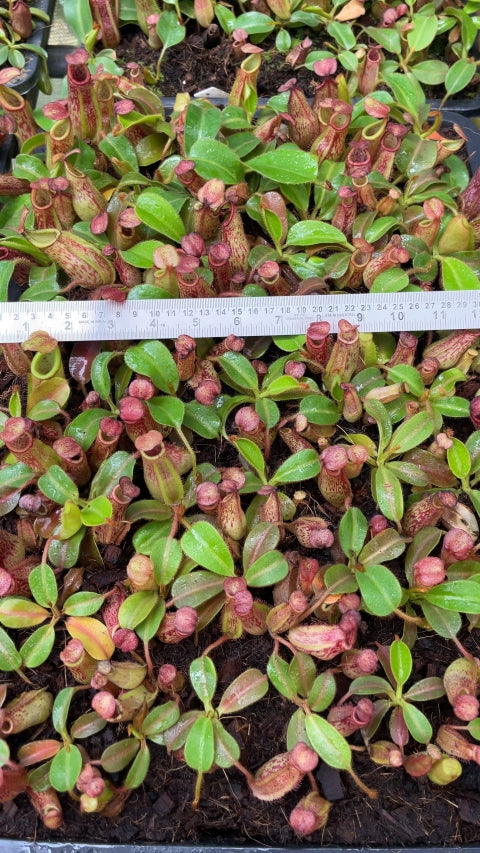 N. petiolata x veitchii - assorted clones: BE-4047 *Pre-Order*