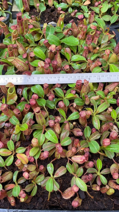 N. petiolata x veitchii - assorted clones: BE-4047 *Pre-Order*
