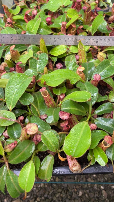N. petiolata x veitchii - assorted clones: BE-4047 *Pre-Order*