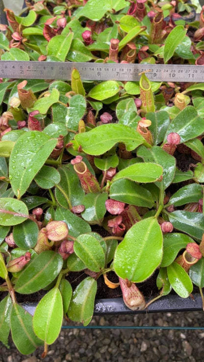 N. petiolata x veitchii - assorted clones: BE-4047 *Pre-Order*
