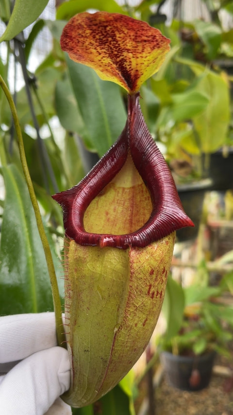 N. spathulata x flava – assorted clones: BE-4048